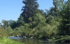 Asti Winery Streambank Stabilization and Fish Habitat Enhancement Project Russian River, Cloverdale, California