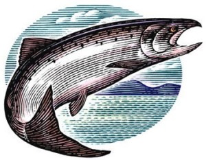 Salmon1