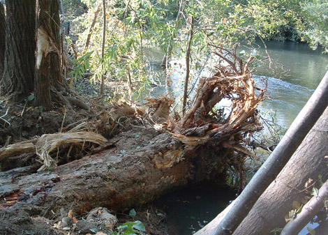 Dry Creek redwood root-wad