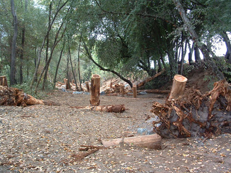 Dry Creek completed backwater channel